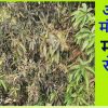 आम के मंजर पर मधुआ रोग का प्रकोप कर सकता है उत्पादन में भारी कमी।